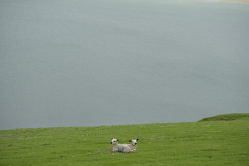 Shetland Juni 2023