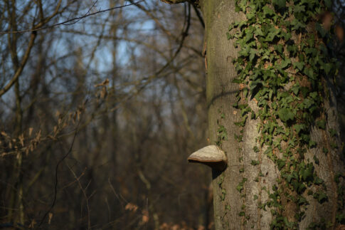 Waldspaziergang Januar 2024