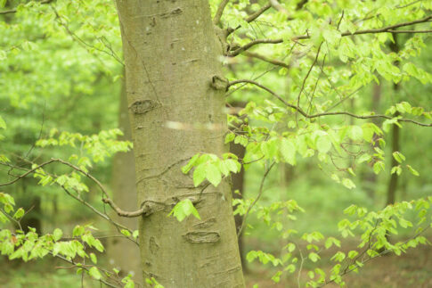 Entschleunigen im Wald