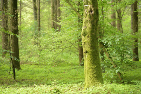 Schwarzwald