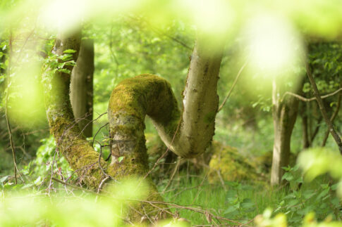 Waldspaziergang