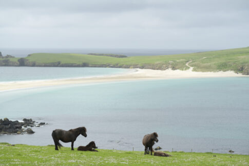 Shetland Juni 2026 Shetland Juni 2026